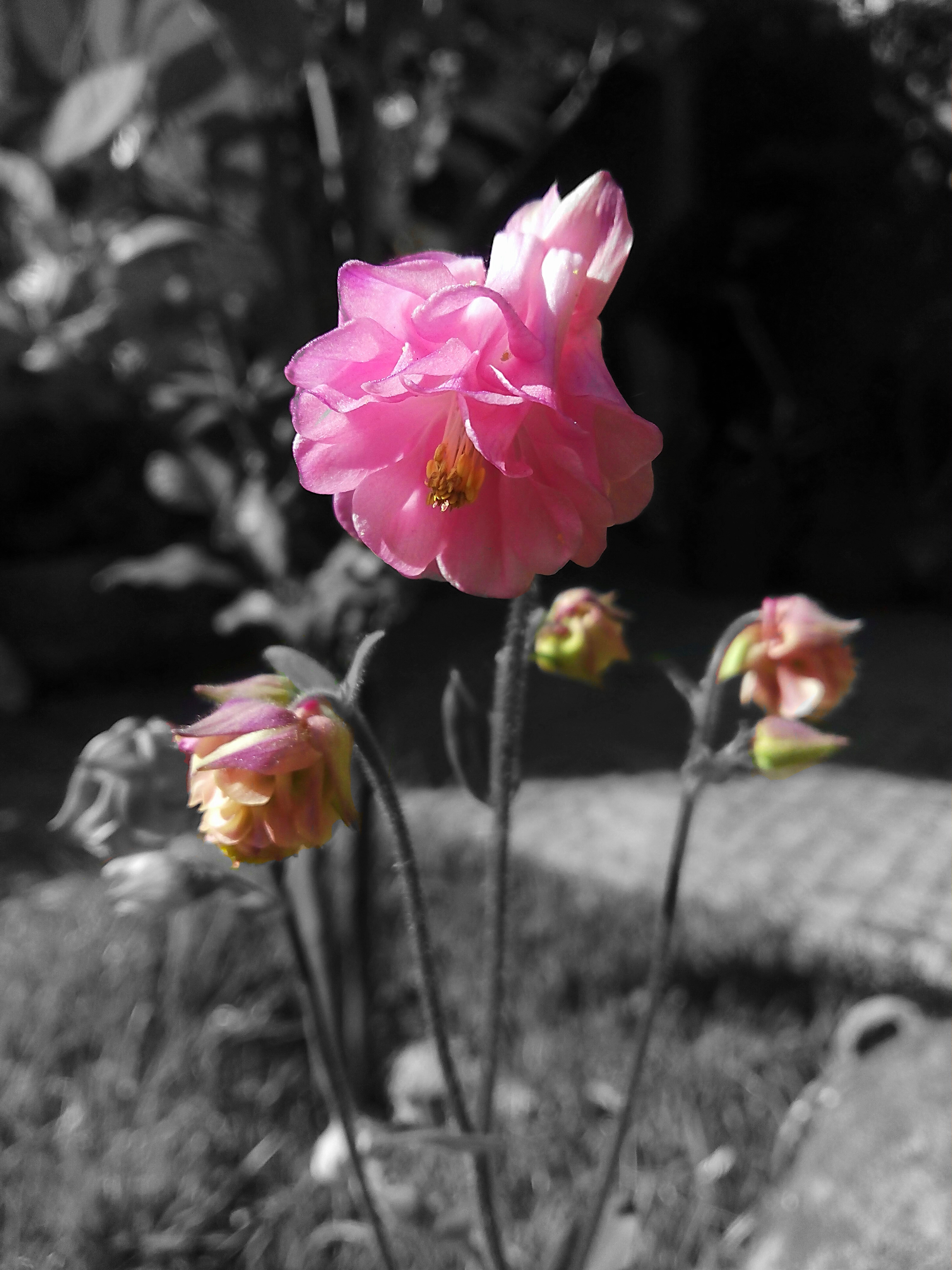 pink flower